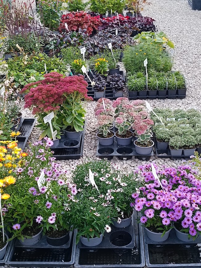 Lágyszárú  évelő dísznövények