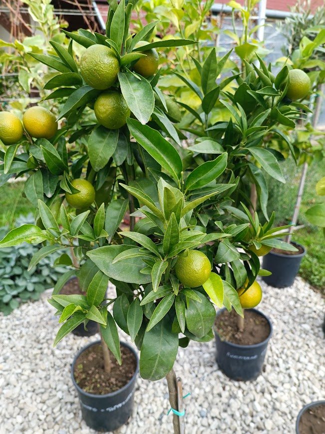 Citrusok